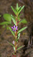 Image of Grass-poly