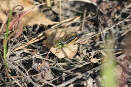 Megaulacobothrus aethalinus (Zubovski 1899) resmi