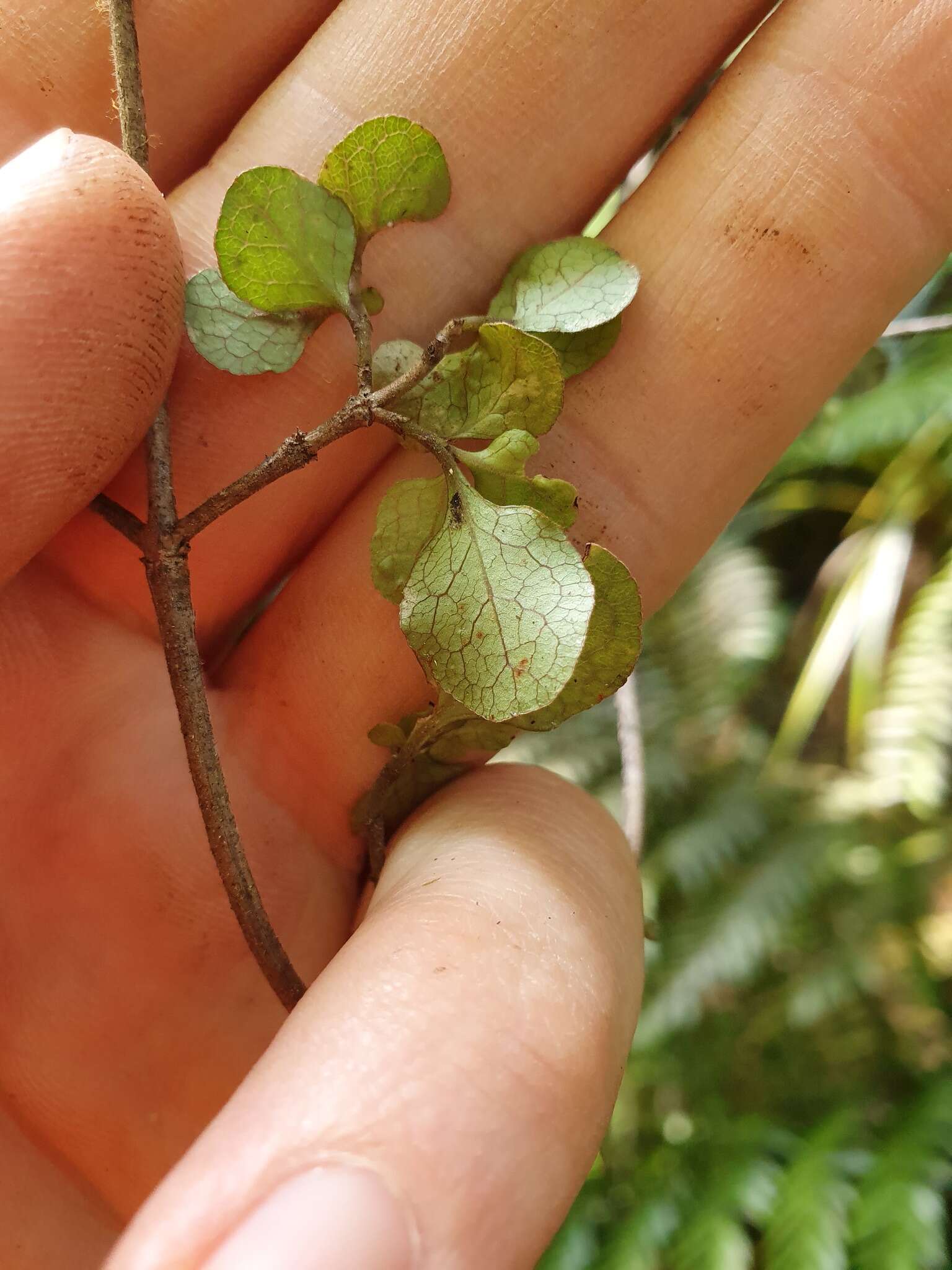 Image of Coprosma tenuicaulis Hook. fil.