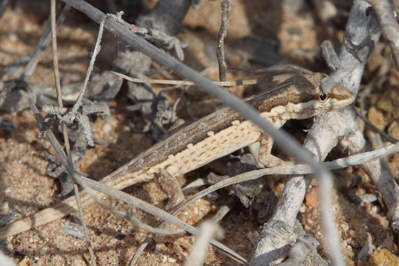 Image of Arnold's Rock Gecko