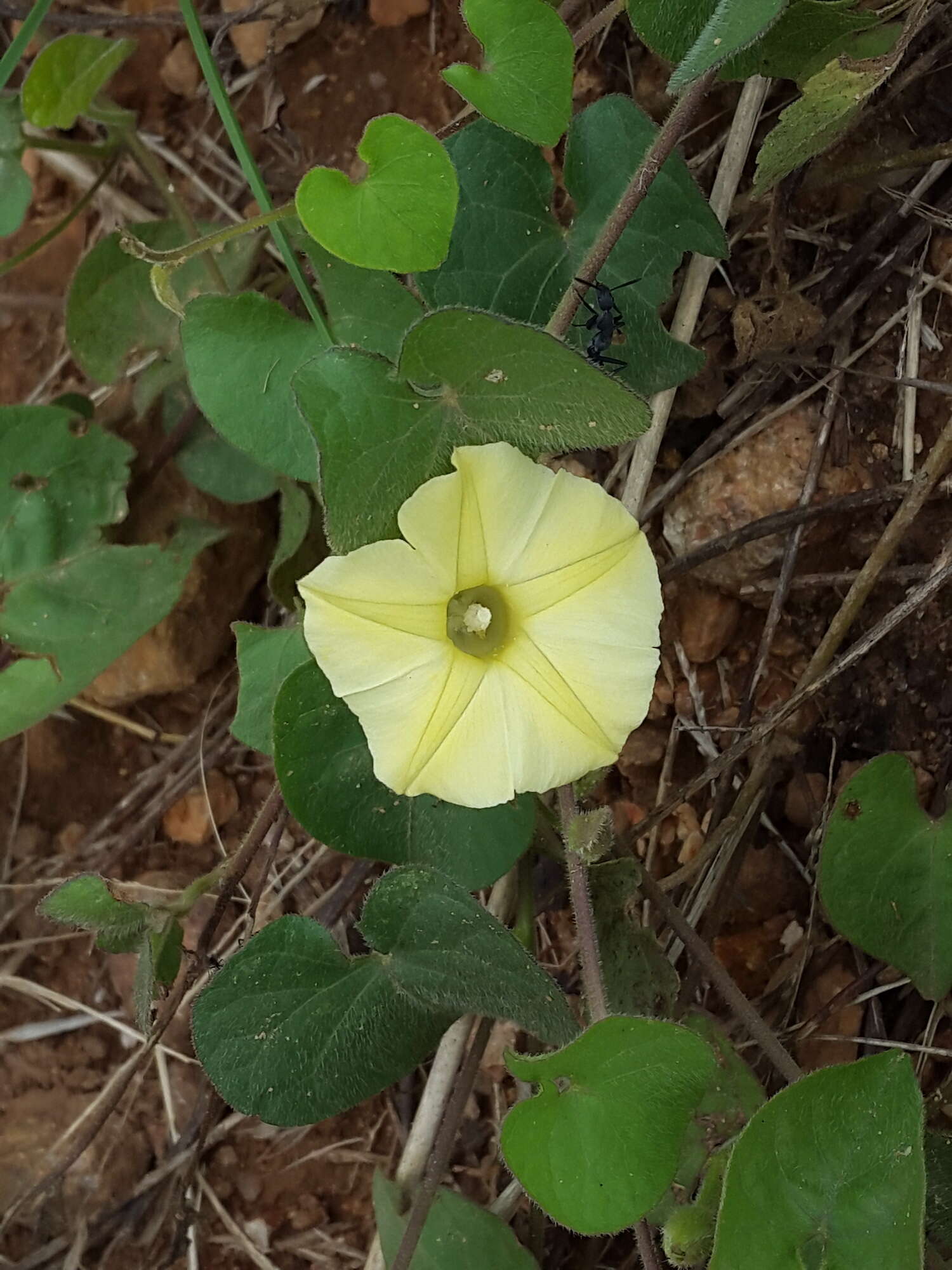 Image of Obscure Morning Glory