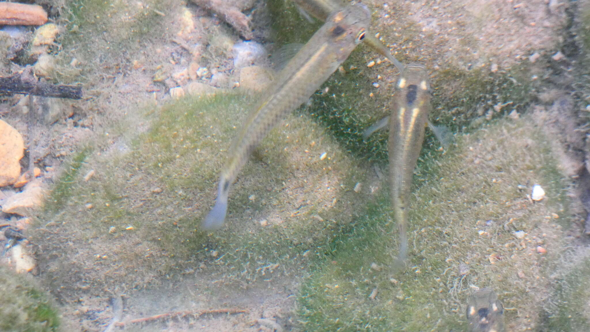 Image of Barred killifish