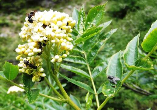 Image of Cascade mountain ash