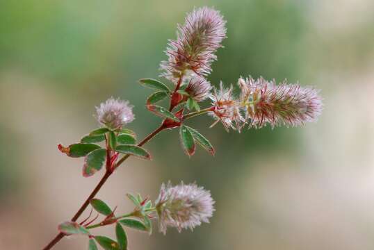 Imagem de Trifolium arvense L.