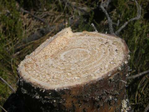 Image of Maritime Pine