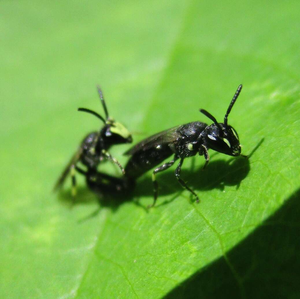 Image of Hylaeus annulatus (Linnaeus 1758)