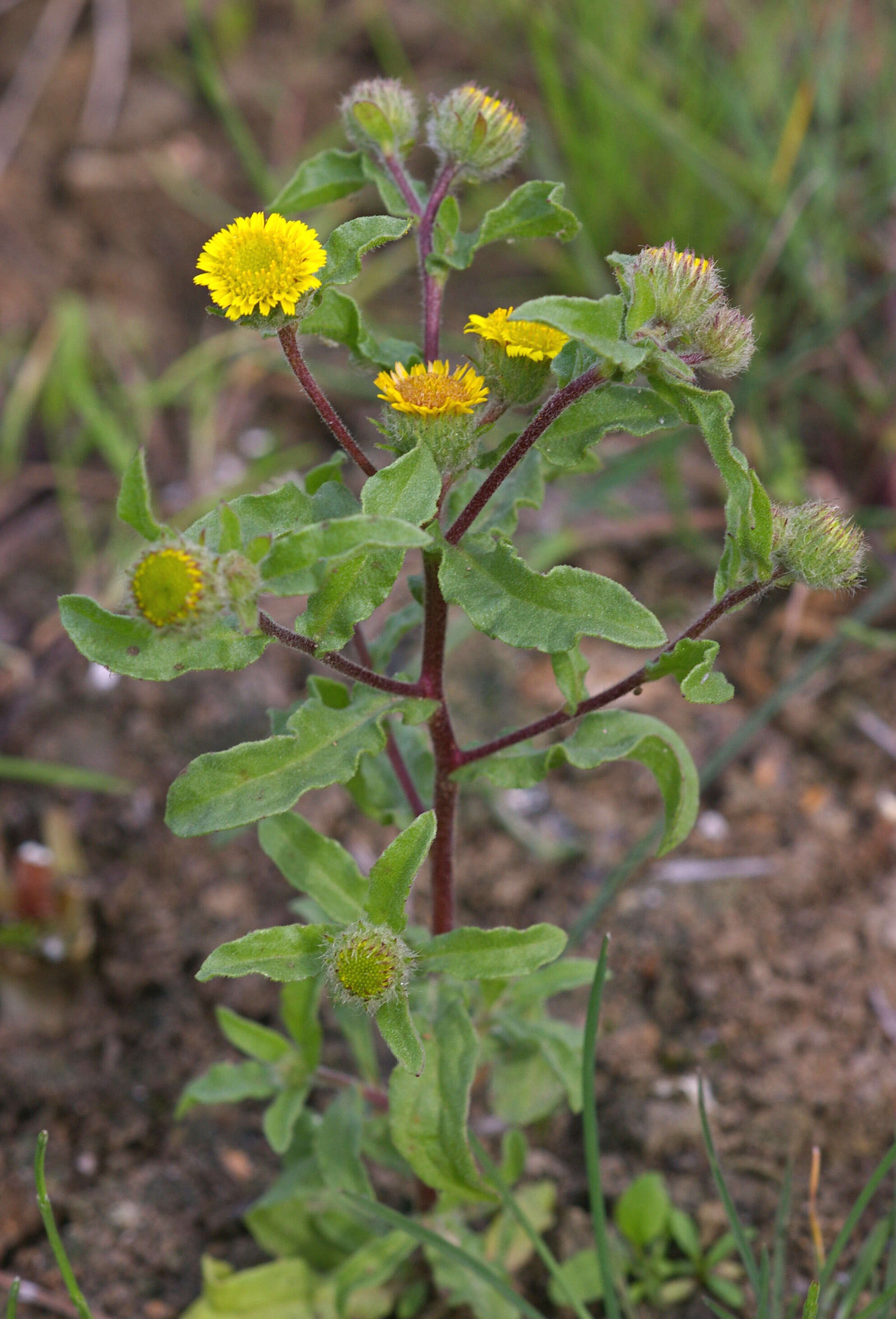 Image of false fleabane