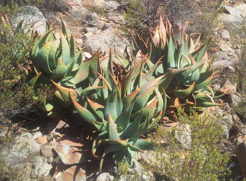 Слика од Aloe perfoliata L.