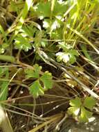 Image of prairie woodland-star