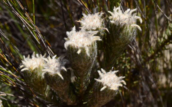 Image of Phylica affinis Sond.