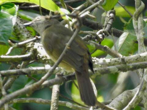 Image of Plain Greenbul