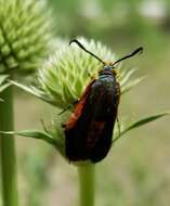 Image of Eichlinia cucurbitae