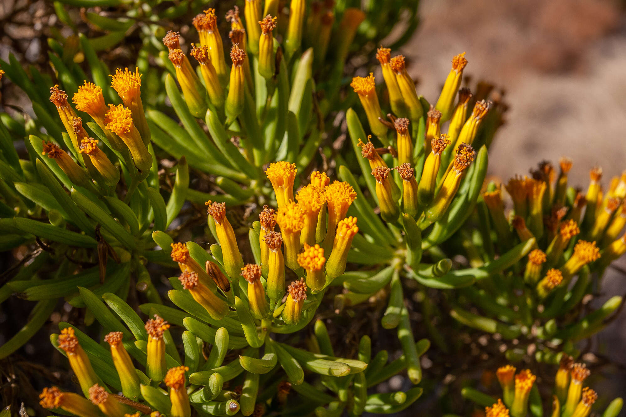 Image of Kleinia barbertonica (Klatt) Burtt Davy