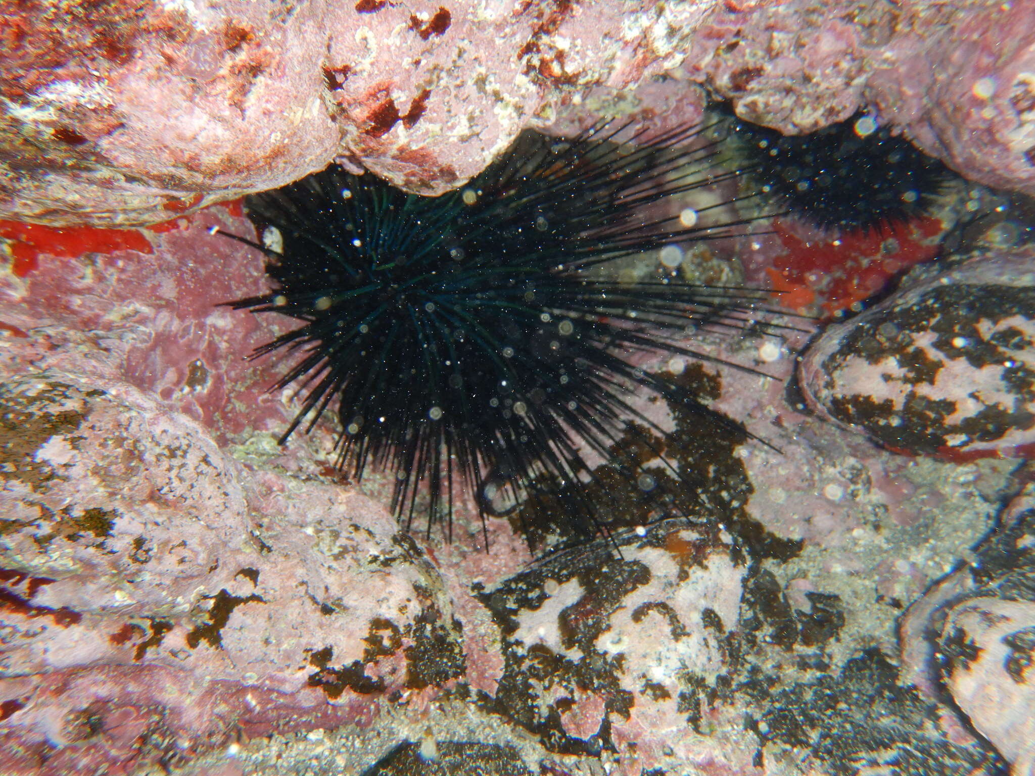 Image of Diadema africanum Rodríguez, Hernández, Clemente & Coppard 2013