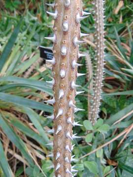 Image of Madagascan ocotillo