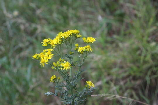 Image de Jacobaea vulgaris Gaertn.