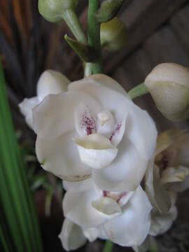 Image of Dove orchid