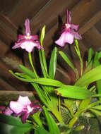 Image of Miltonia moreliana A. Rich.