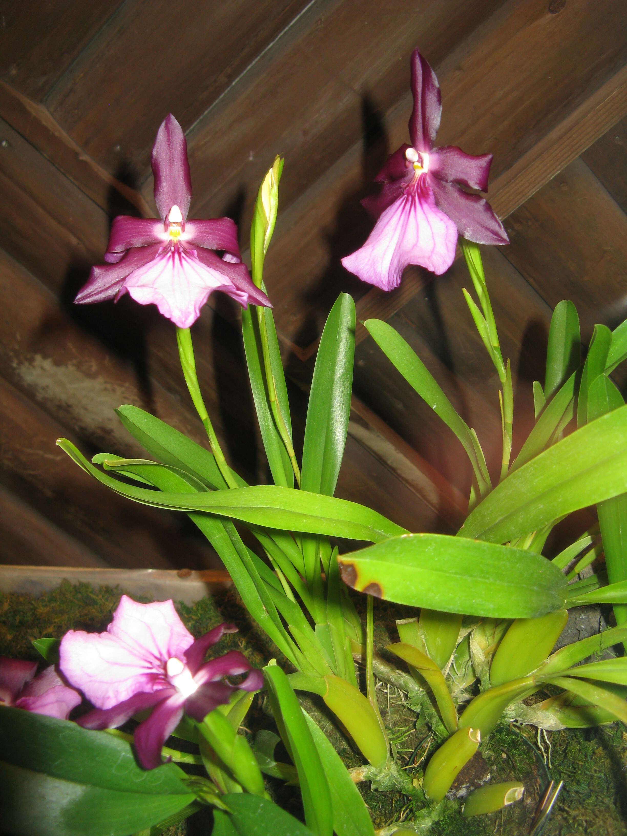 Image of Miltonia moreliana A. Rich.