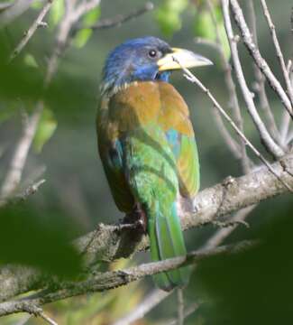 Image of Great Barbet