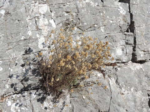 Image of Helichrysum italicum subsp. italicum