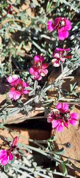 Plancia ëd Indigofera complicata Eckl. & Zeyh.