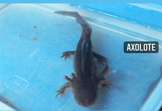 Image of Yellow-peppered Salamander