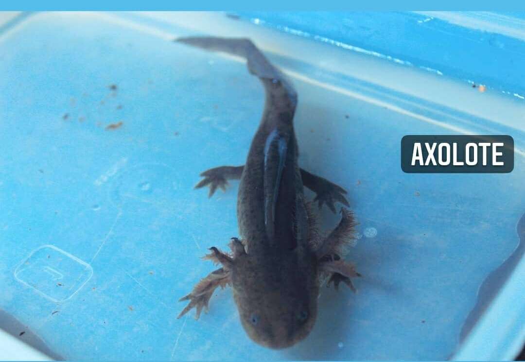 Image of Yellow-peppered Salamander