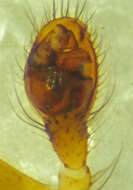 Image of Theridion melanurum Hahn 1831