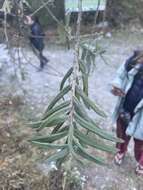 Image of Hippophae salicifolia D. Don