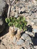 Imagem de Jatropha macrocarpa Griseb.