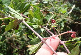 Image of Rhoicissus tridentata subsp. tridentata