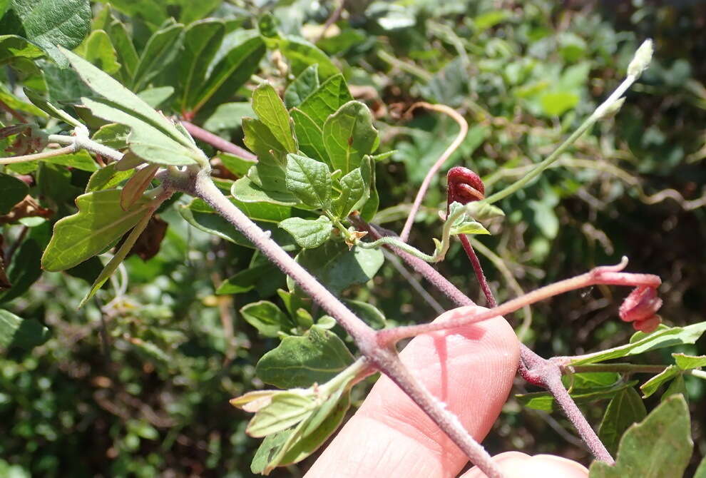 Image of Rhoicissus tridentata subsp. tridentata