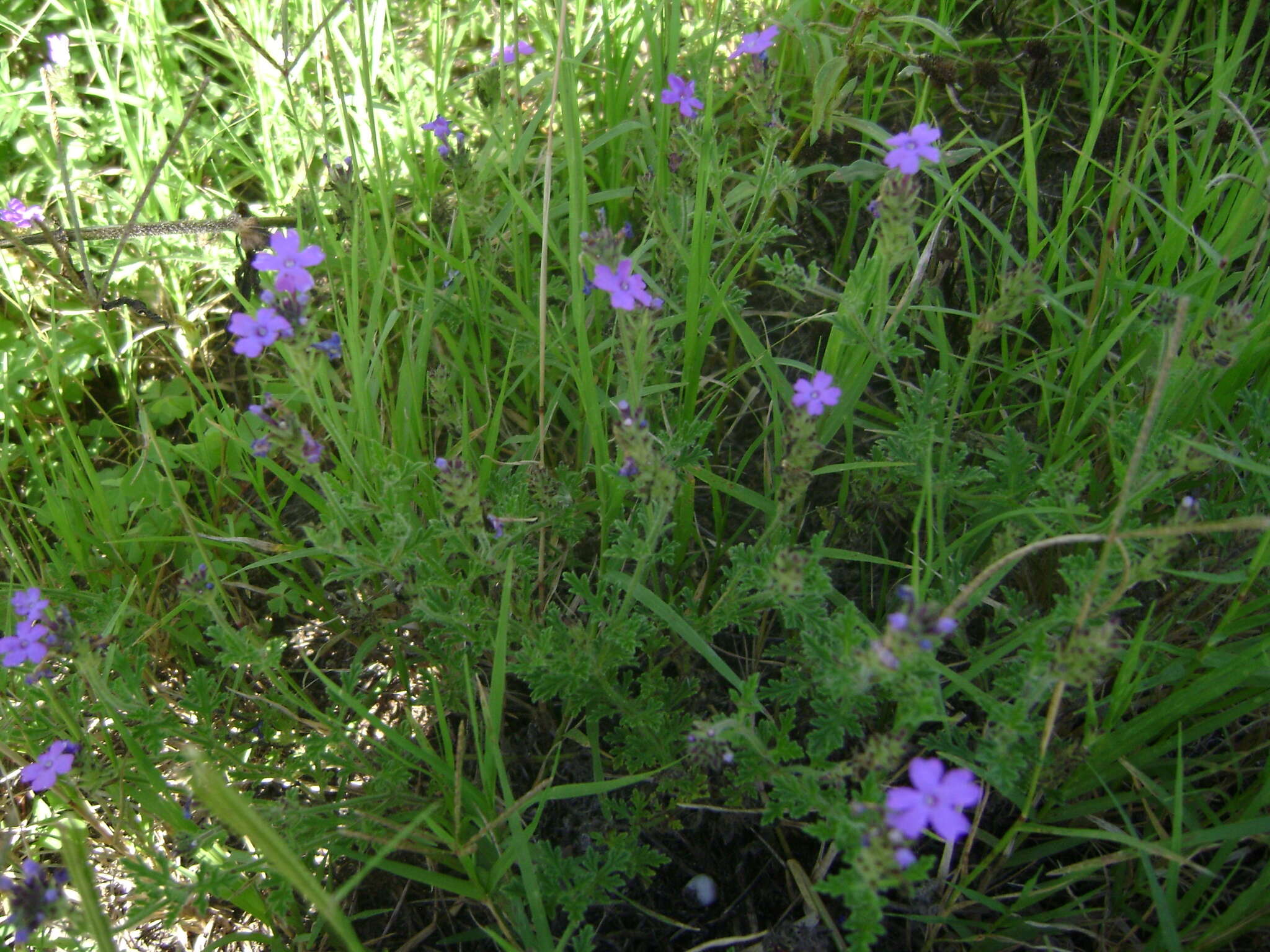 Image of Glandularia venturii (Moldenke) Botta