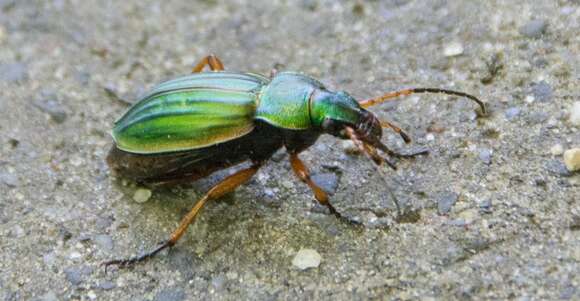 Imagem de Carabus (Tachypus) auratus Linnaeus 1760