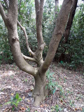 Image of Picconia excelsa (Aiton) DC.