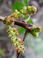 Image of Mt. Atlas mastic tree