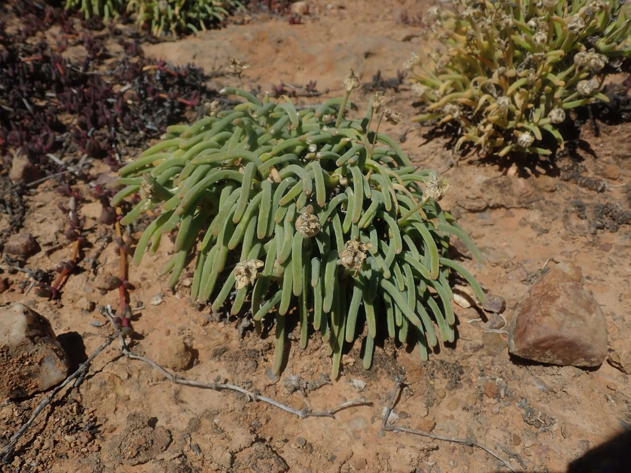 Monilaria moniliformis (Thunb.) Ihlenf. & Joergens. resmi