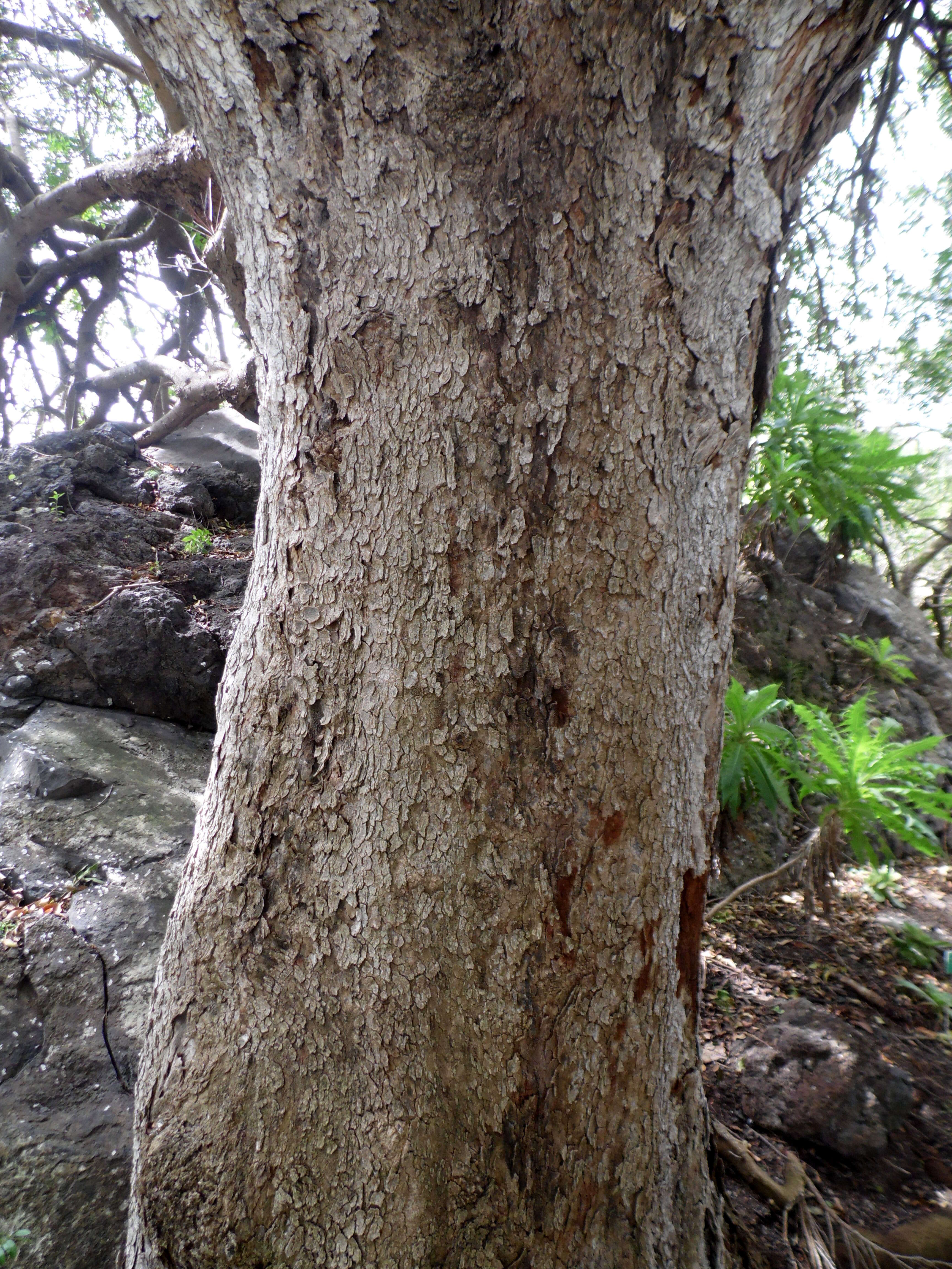 Image of Mt. Atlas mastic tree