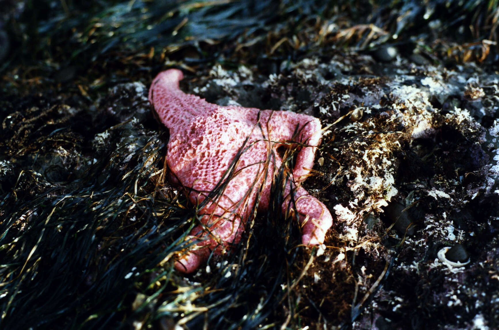 Image of Giant Pink Sea Star