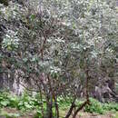 Image de Pittosporum coriaceum Dryand. ex Ait.