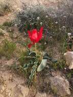 Image of Tulipa systola Stapf