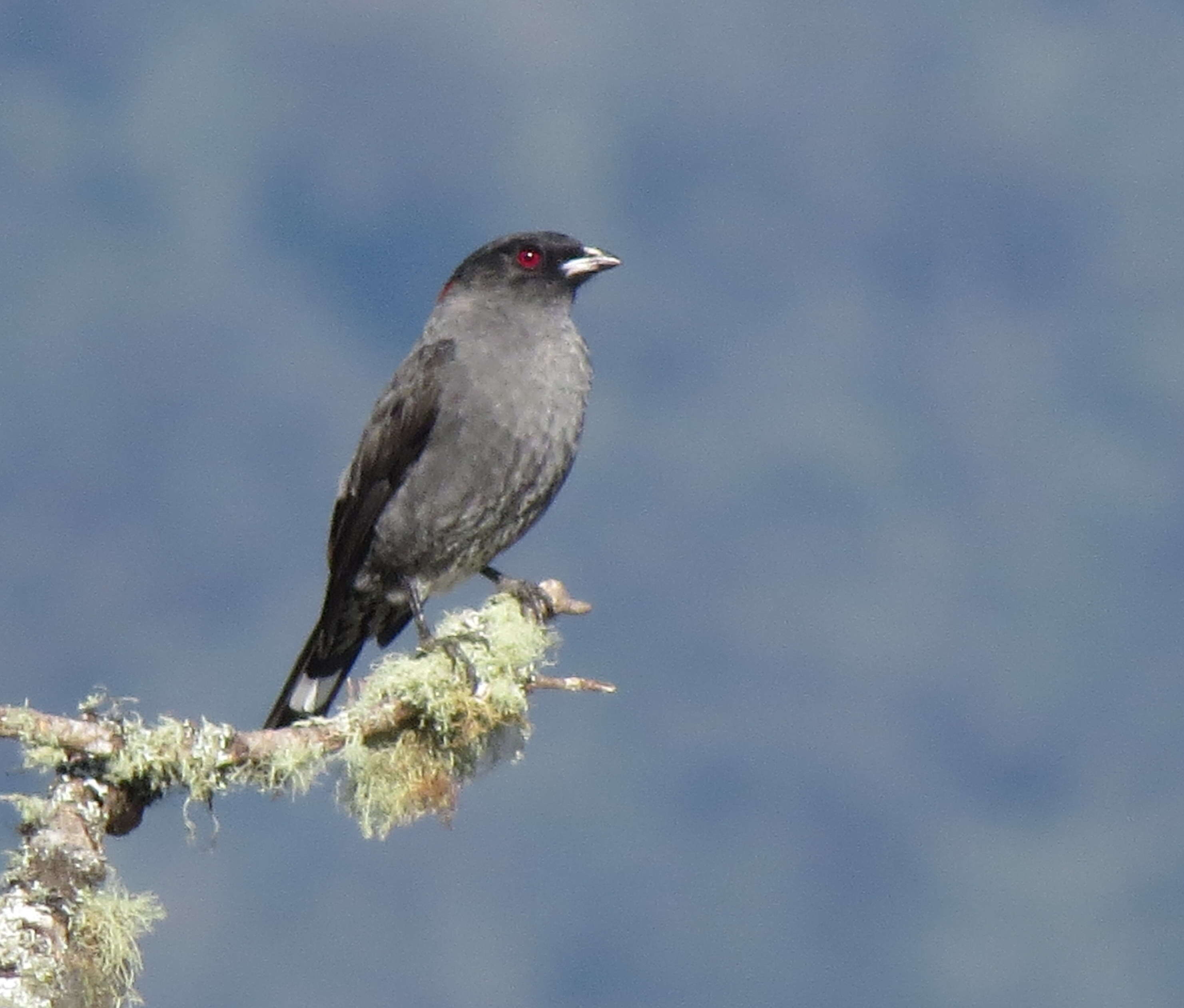 Image of Crested Cotingas
