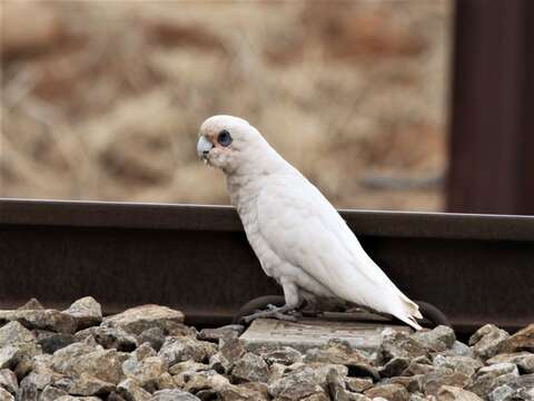 Image of Cacatua sanguinea sanguinea Gould 1843