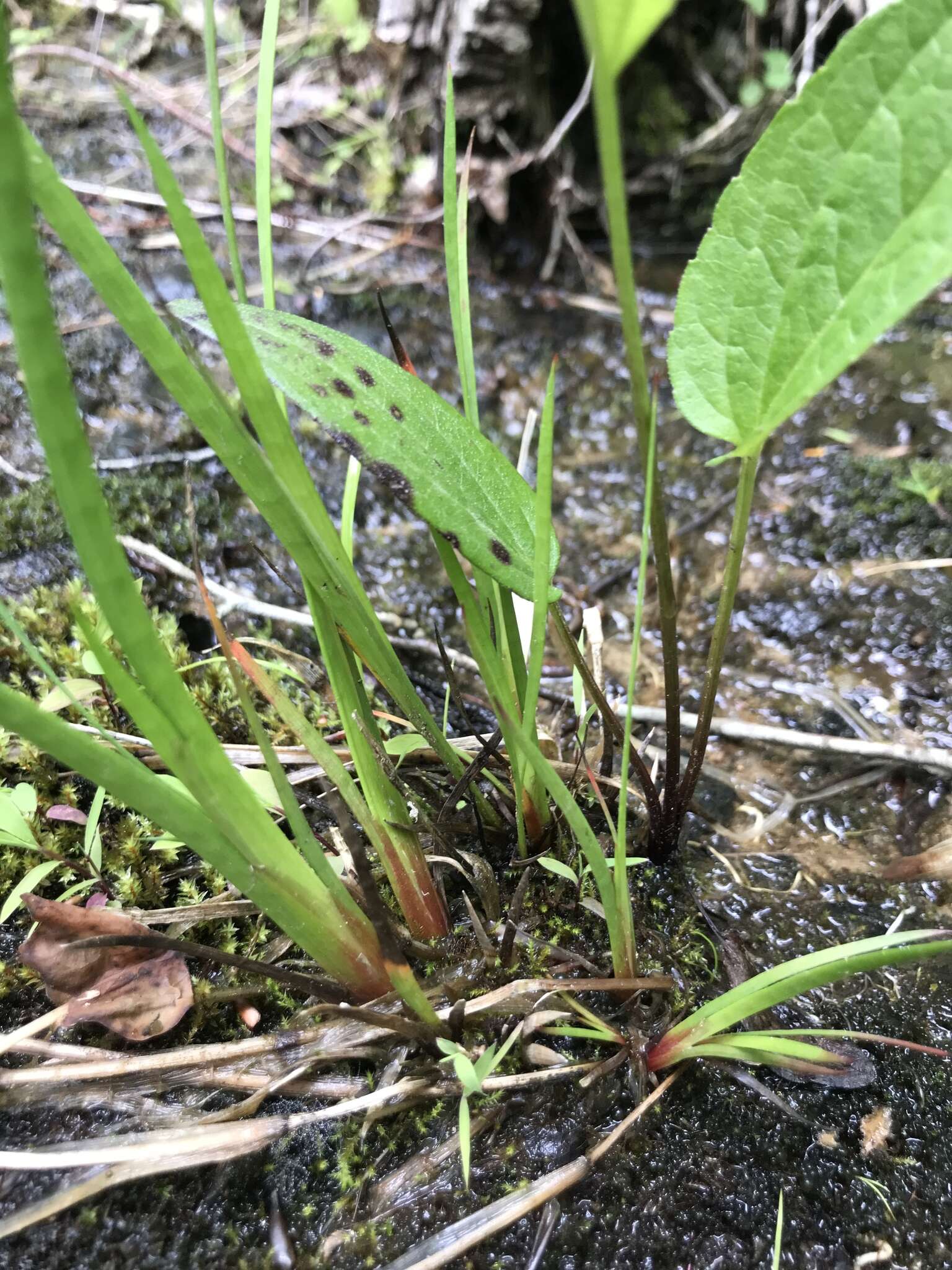 Image of Tennessee yelloweyed grass