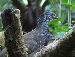 Image of Andean Guan