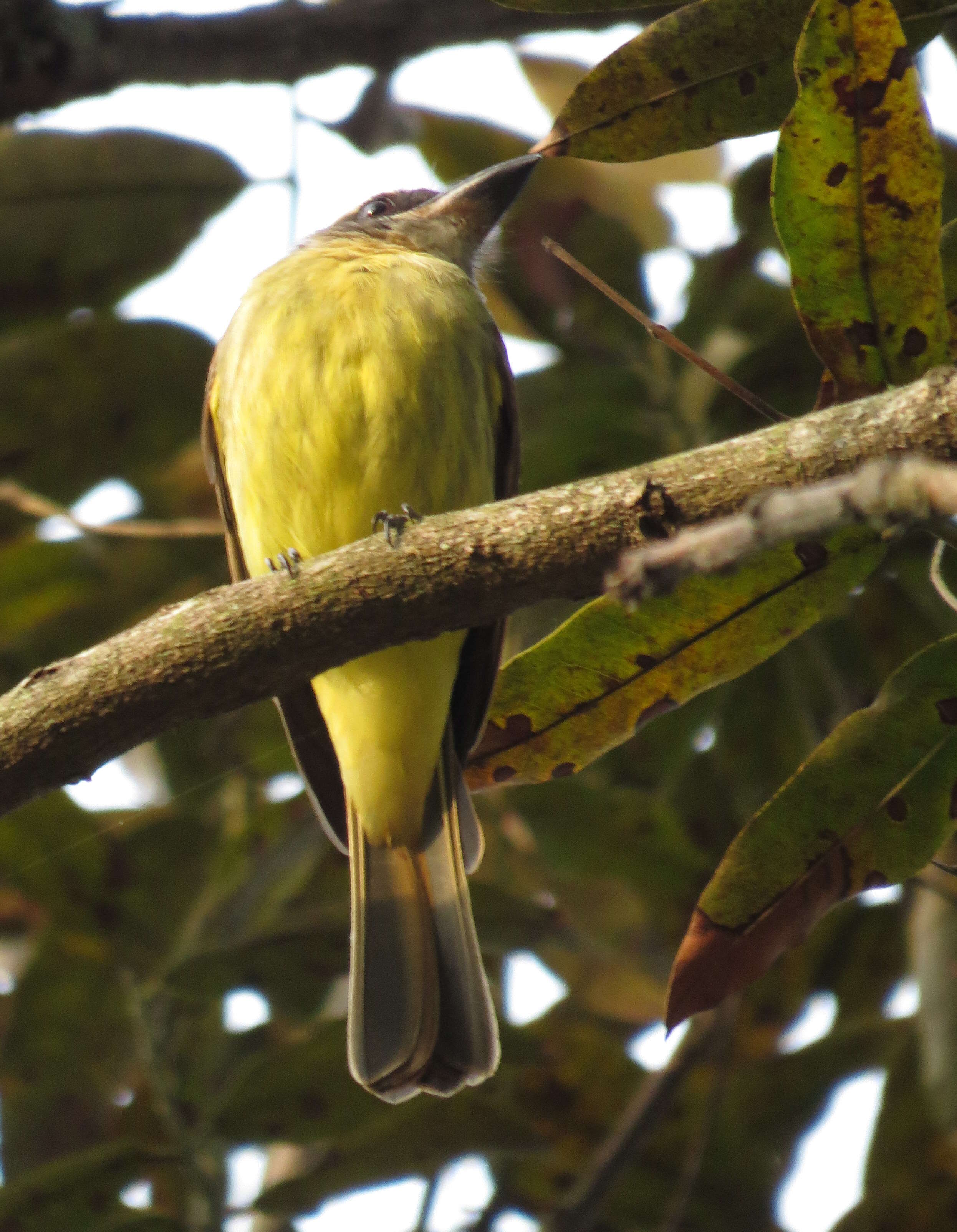 Image of Golden-crowned Flycatcher