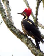 Image of Lineated Woodpecker