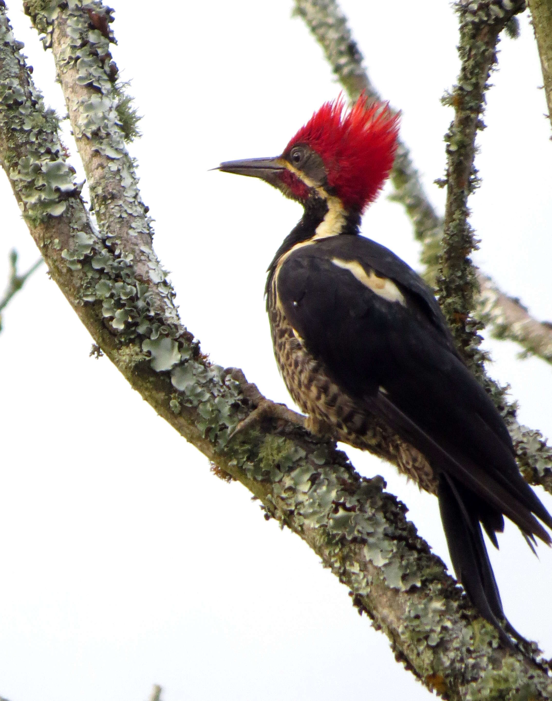 Image of Lineated Woodpecker