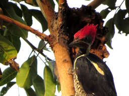 Image of Lineated Woodpecker